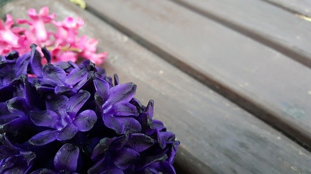 Scarica gratuitamente Hyacinth Flowers Bloom: foto o immagine gratuita da modificare con l'editor di immagini online GIMP