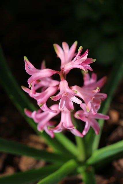 Free download hyacinth flowers flora botany pink free picture to be edited with GIMP free online image editor