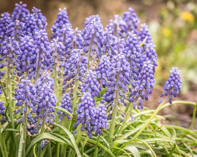 Free download Hyacinth Flower Spring free photo template to be edited with GIMP online image editor