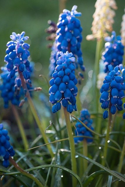 Download gratuito Hyacinth Grape Blue: foto o immagine gratuita da modificare con l'editor di immagini online GIMP