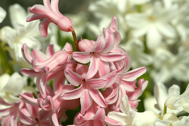 Free download hyacinth pink hyacinth free picture to be edited with GIMP free online image editor