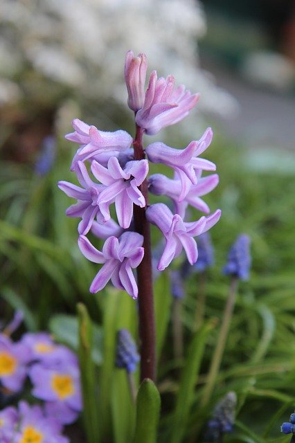 Free download Hyacinth Pink Spring -  free photo or picture to be edited with GIMP online image editor