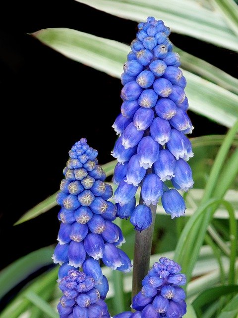 Unduh gratis Hyacinths Blue Bulbs - foto atau gambar gratis untuk diedit dengan editor gambar online GIMP