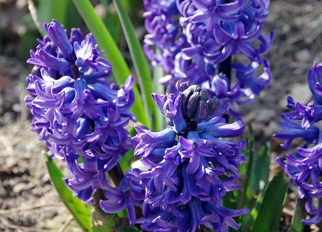 Free download Hyacinths Jacinthus Lily -  free photo or picture to be edited with GIMP online image editor