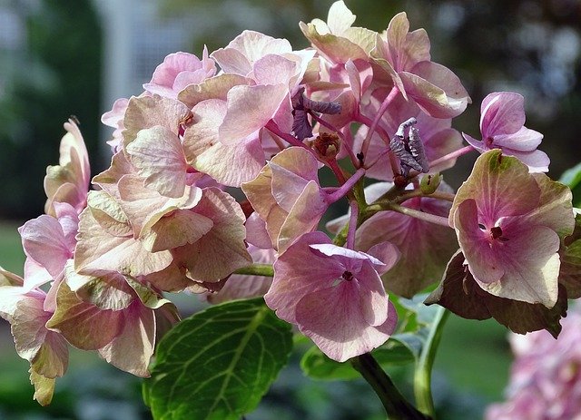 Free download Hydrangea Bauer Flower -  free photo or picture to be edited with GIMP online image editor