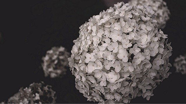 Hydrangea Black And White Blossom de download grátis - foto ou imagem grátis para ser editada com o editor de imagens online GIMP