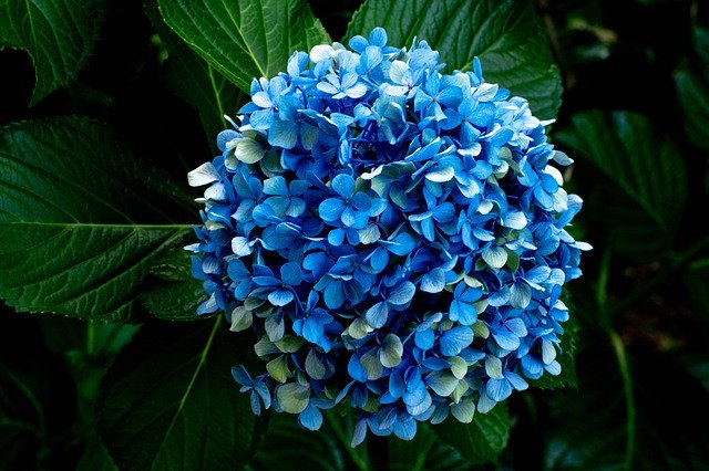 Free download Hydrangea Bloom Blue -  free photo or picture to be edited with GIMP online image editor