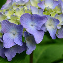 Hydrangea Blossom  screen for extension Chrome web store in OffiDocs Chromium