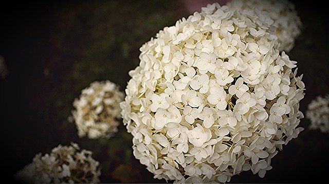 Free download Hydrangea Blossom Bloom Large -  free photo or picture to be edited with GIMP online image editor