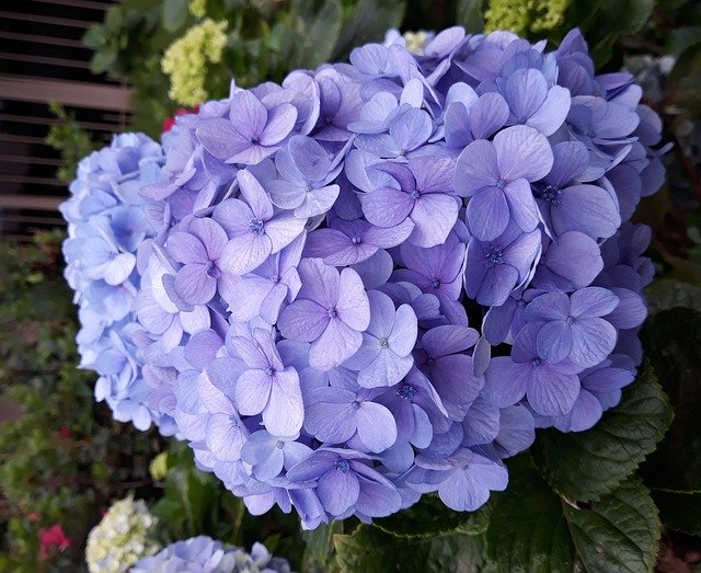 Free picture Hydrangea Blue Nature -  to be edited by GIMP free image editor by OffiDocs
