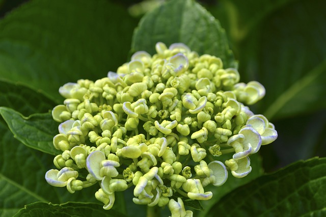Free graphic hydrangea bud yellow leaf to be edited by GIMP free image editor by OffiDocs