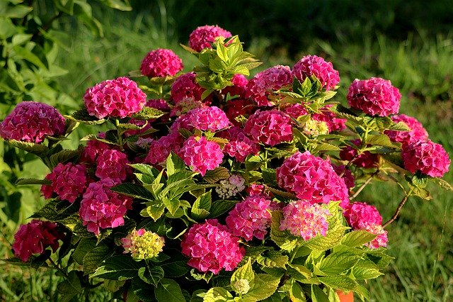 Unduh gratis Hydrangea Bush - foto atau gambar gratis untuk diedit dengan editor gambar online GIMP