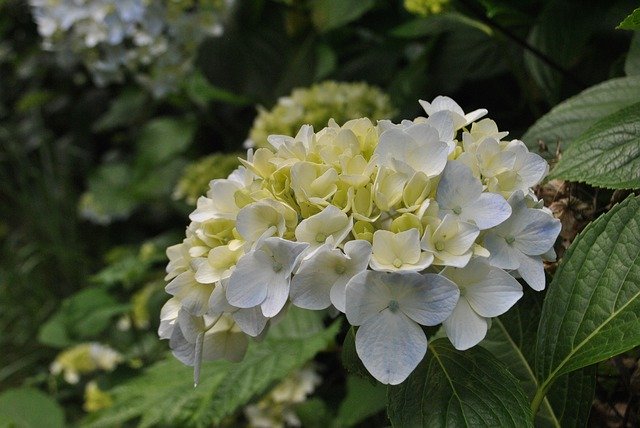無料ダウンロードアジサイシアンライトブルー植物-GIMPオンライン画像エディタで編集できる無料の写真または画像
