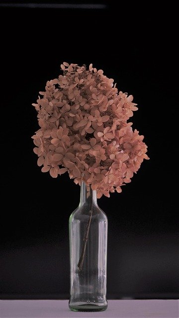 Free download Hydrangea Dried Flower Decoration -  free photo or picture to be edited with GIMP online image editor