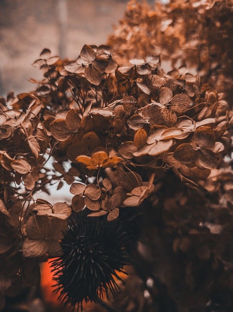 Descărcare gratuită a plantelor cu flori uscate de hortensie, poza de toamnă pentru a fi editată cu editorul de imagini online gratuit GIMP