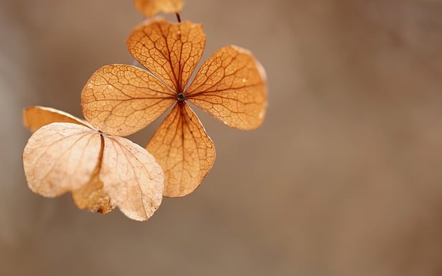 Free download hydrangea dry flower dry free picture to be edited with GIMP free online image editor