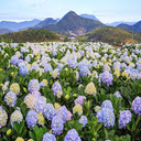 hydrangea field wallpaper  screen for extension Chrome web store in OffiDocs Chromium