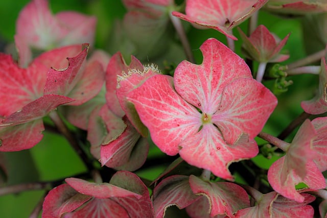 Descarga gratuita de la imagen gratuita del jardín de otoño de flores de hortensia para editar con el editor de imágenes en línea gratuito GIMP