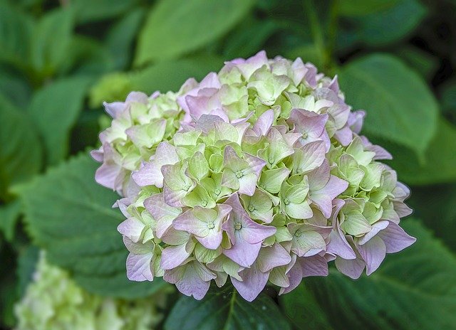 Free download Hydrangea Flower Bloom -  free photo or picture to be edited with GIMP online image editor
