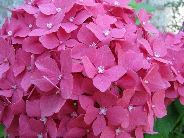 Free download Hydrangea Flower Blossom -  free photo or picture to be edited with GIMP online image editor