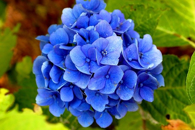 Free download Hydrangea Flower Close Up -  free photo or picture to be edited with GIMP online image editor