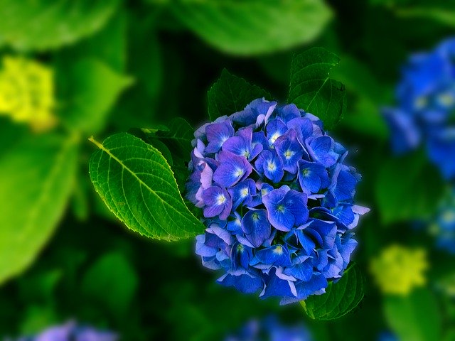 Free download Hydrangea Flower Flora -  free photo or picture to be edited with GIMP online image editor