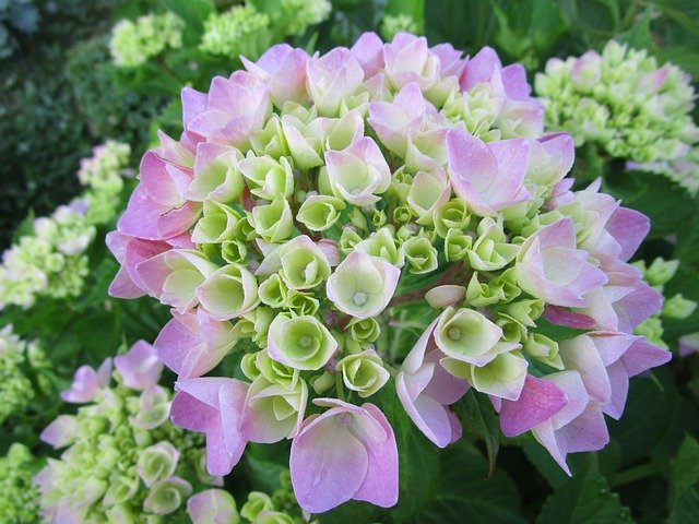 Descarga gratuita Hydrangea Flower Garden: foto o imagen gratuita para editar con el editor de imágenes en línea GIMP