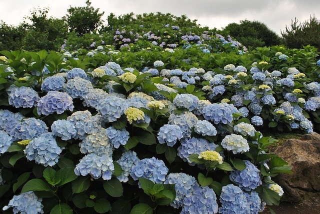 Free download Hydrangea Flower Garden Flowers -  free photo or picture to be edited with GIMP online image editor