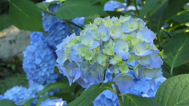 Téléchargement gratuit d'Inflorescence de fleurs d'hortensia - photo ou image gratuite à éditer avec l'éditeur d'images en ligne GIMP