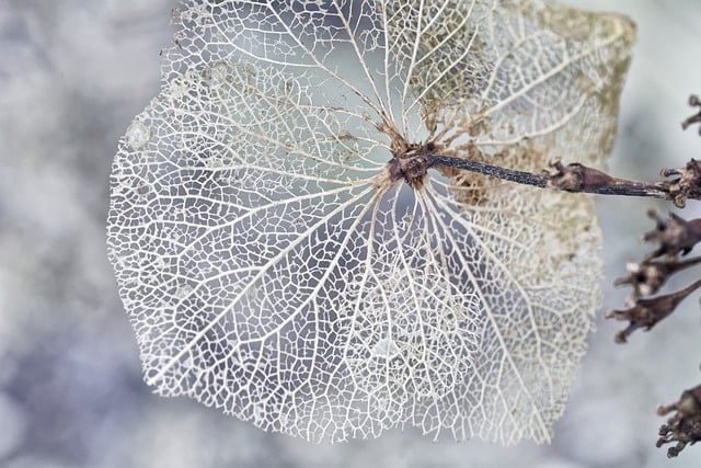 Free download hydrangea flower perish frozen free picture to be edited with GIMP free online image editor