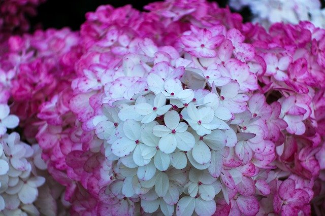 Download gratuito di petali di fiori di ortensia Krupnyj - foto o immagine gratuita gratuita da modificare con l'editor di immagini online di GIMP