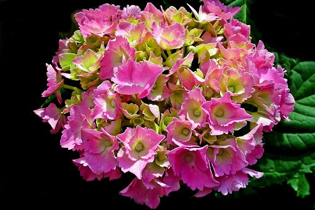 Free download Hydrangea Flower Pink -  free photo or picture to be edited with GIMP online image editor