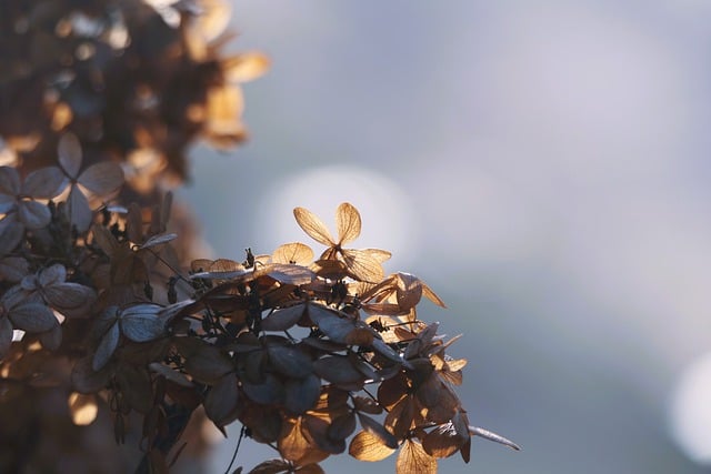 Free download hydrangea flower plant faded free picture to be edited with GIMP free online image editor