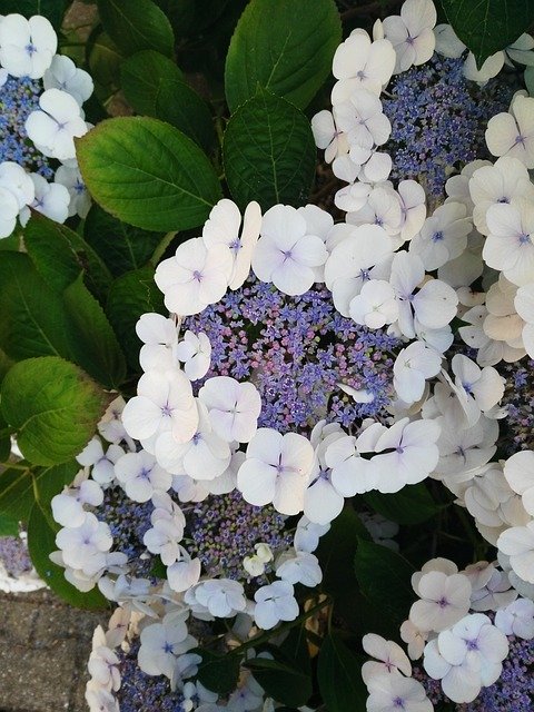 Free download Hydrangea Flower Purple -  free photo or picture to be edited with GIMP online image editor