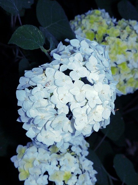 Free download Hydrangea Flowers Flora -  free photo or picture to be edited with GIMP online image editor