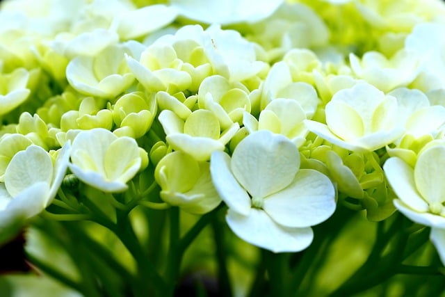 Free download hydrangea flowers flora garden free picture to be edited with GIMP free online image editor