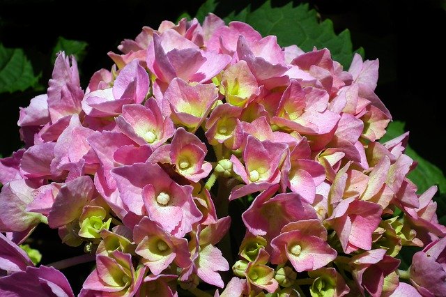 Free download Hydrangea Flowers Nature -  free photo or picture to be edited with GIMP online image editor