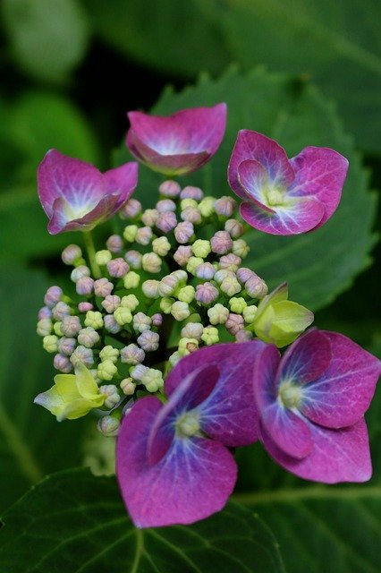 Free download Hydrangea Flowers Petals -  free photo or picture to be edited with GIMP online image editor