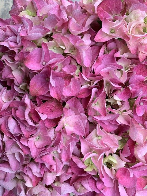 Free download Hydrangea Flowers Pink -  free photo or picture to be edited with GIMP online image editor