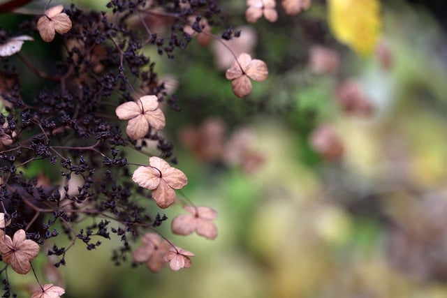 Free download hydrangea flowers plant petals free picture to be edited with GIMP free online image editor