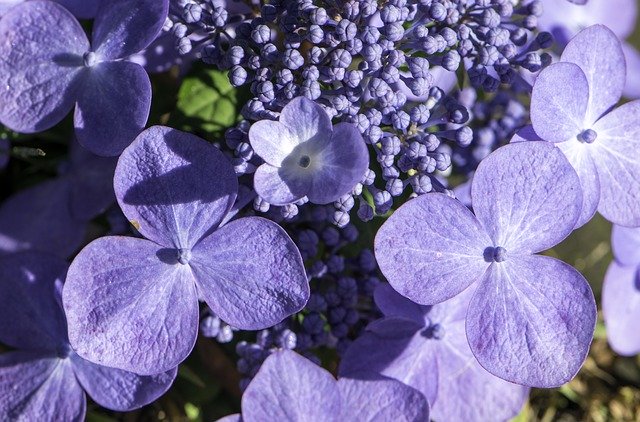 Free download Hydrangea Flowers Summer -  free photo or picture to be edited with GIMP online image editor