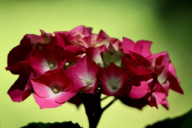 Free download hydrangea flower wallpaper blossom free picture to be edited with GIMP free online image editor