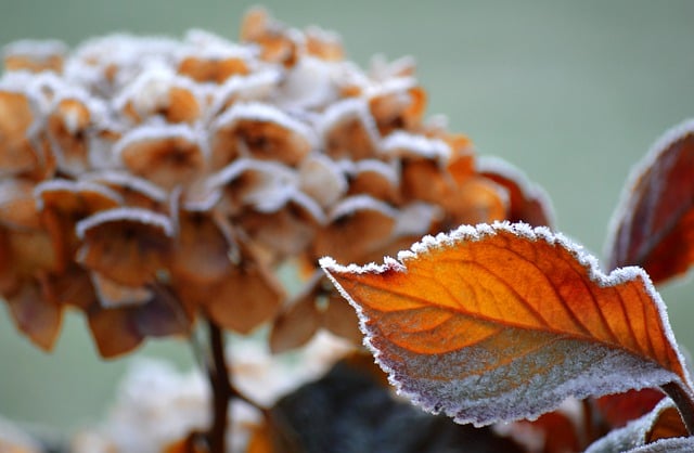 Free download hydrangea frost frozen hoarfrost free picture to be edited with GIMP free online image editor