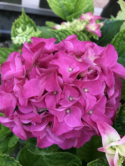 Gratis download Hydrangea Fuxia Flower - gratis foto of afbeelding om te bewerken met GIMP online afbeeldingseditor