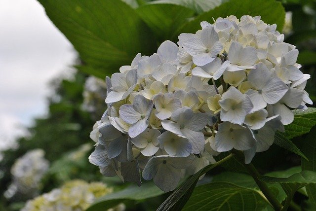 Descarga gratuita Hydrangea Garden Flowers Blue - foto o imagen gratuita para editar con el editor de imágenes en línea GIMP