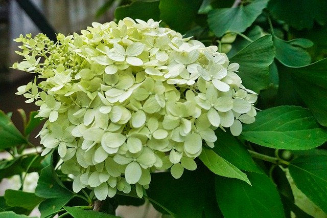 Descarga gratuita Hydrangea Greenhouse: foto o imagen gratuita para editar con el editor de imágenes en línea GIMP