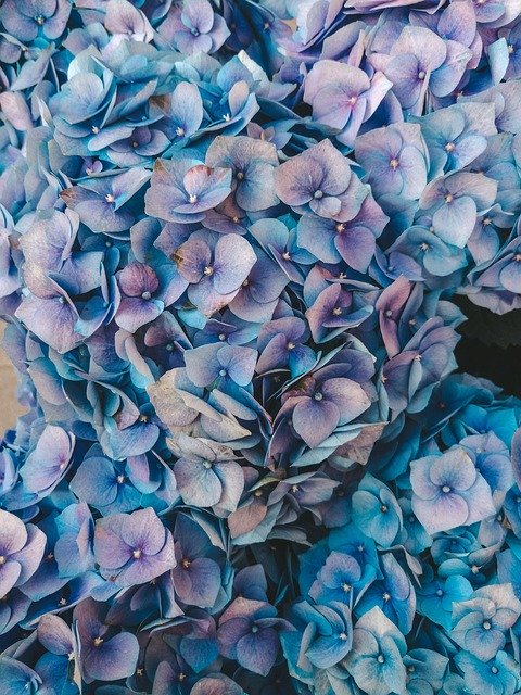 Unduh gratis Hydrangea Heat Potted Flowers Blue - foto atau gambar gratis untuk diedit dengan editor gambar online GIMP