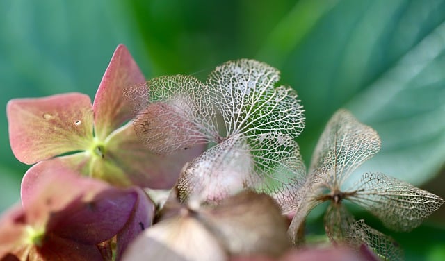 Бесплатно скачать гортензию цветок гортензии бесплатное изображение для редактирования с помощью бесплатного онлайн-редактора изображений GIMP