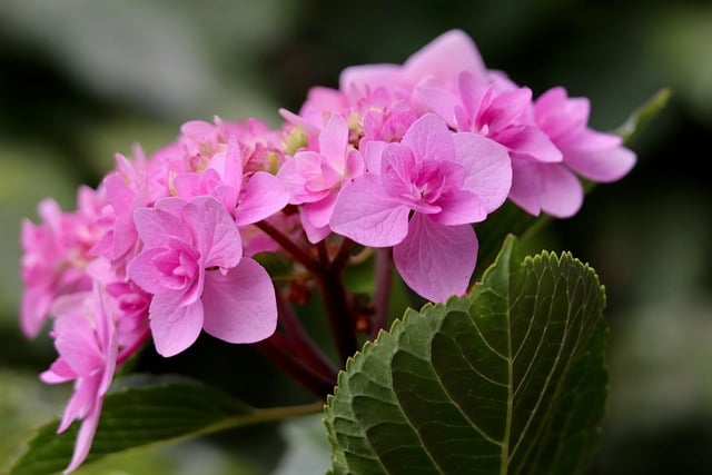 বিনামূল্যে ডাউনলোড করুন hydrangea hydrangea ফুল বিনামূল্যে ছবি GIMP বিনামূল্যে অনলাইন ইমেজ সম্পাদক দ্বারা সম্পাদনা করা হবে