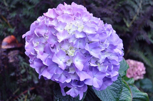 Free download Hydrangea Lavender -  free photo or picture to be edited with GIMP online image editor